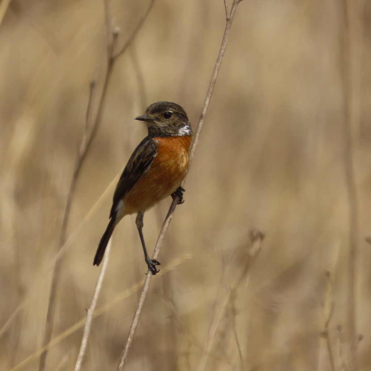 Afrikaschwarzkehlchen - ML644632710