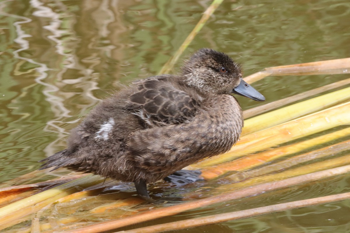 Kastanienente - ML644632718