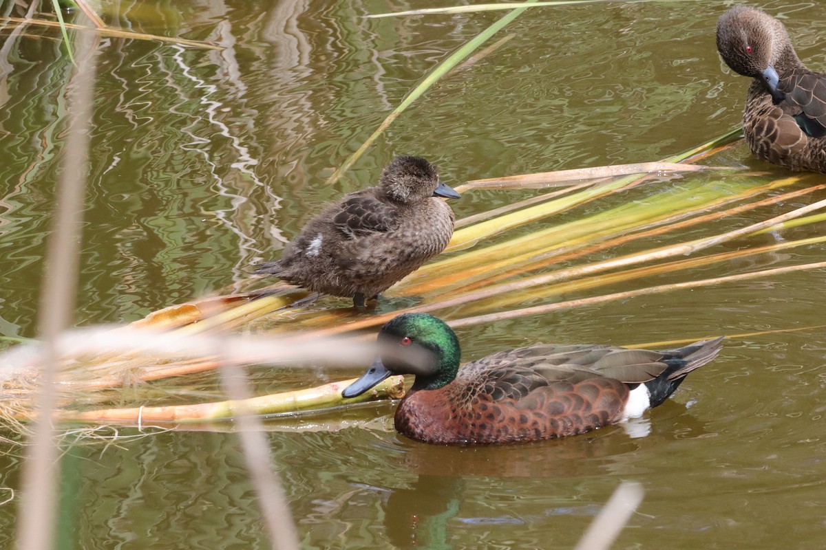 Kastanienente - ML644632719