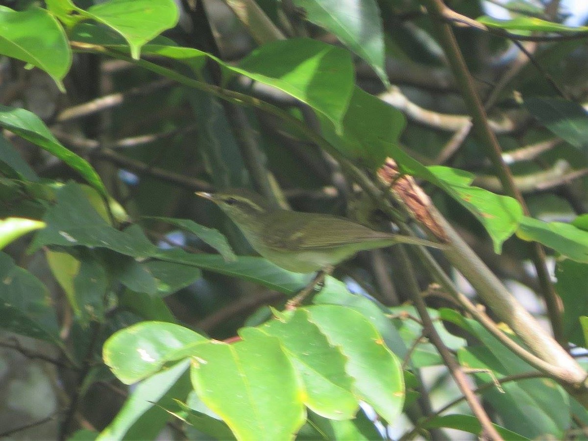 Pouillot à deux barres - ML644632721