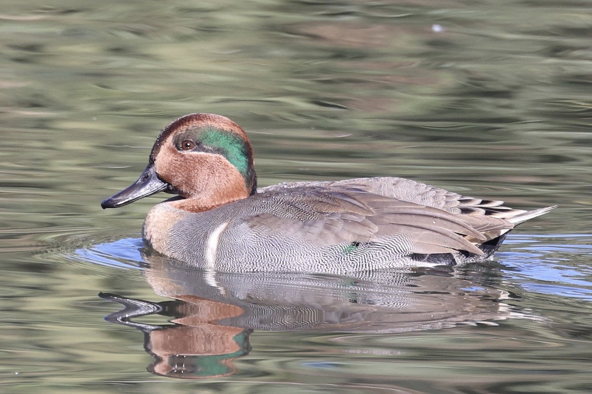Green-winged Teal - ML644632725