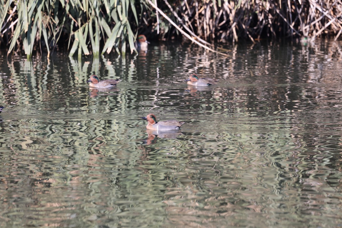 Green-winged Teal - ML644632726