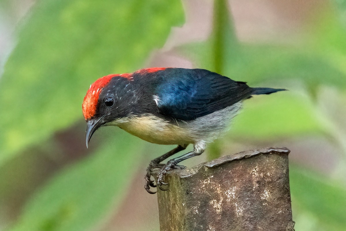 Scarlet-backed Flowerpecker - ML644632730