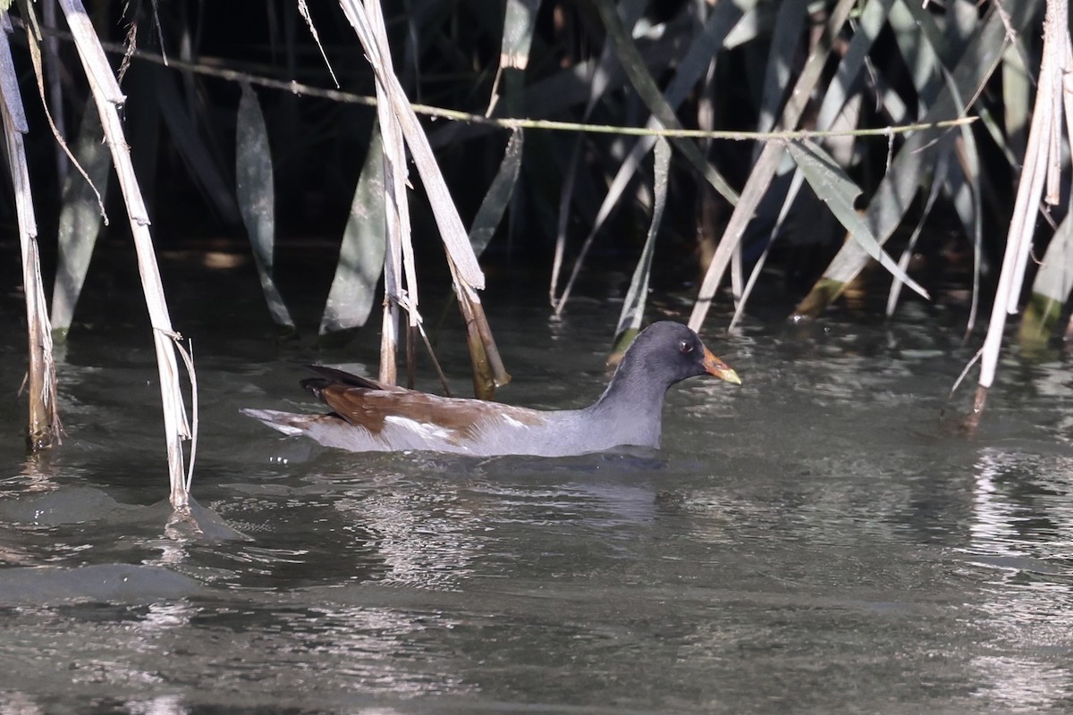 Курочка латиноамериканська - ML644632731