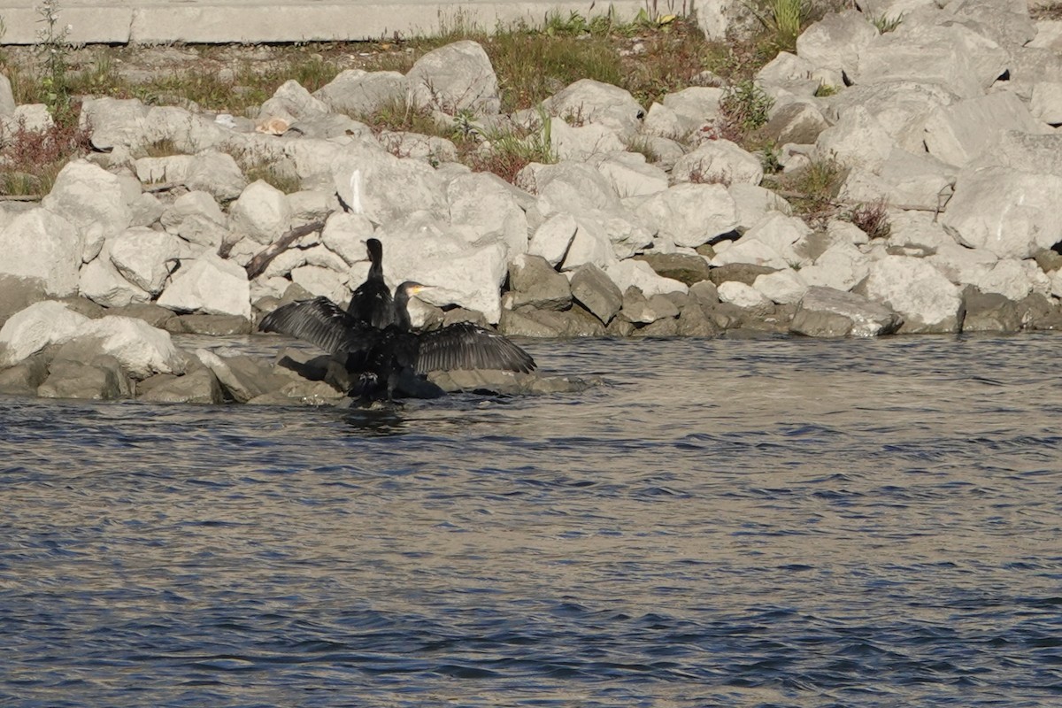 Kormoran - ML644632736