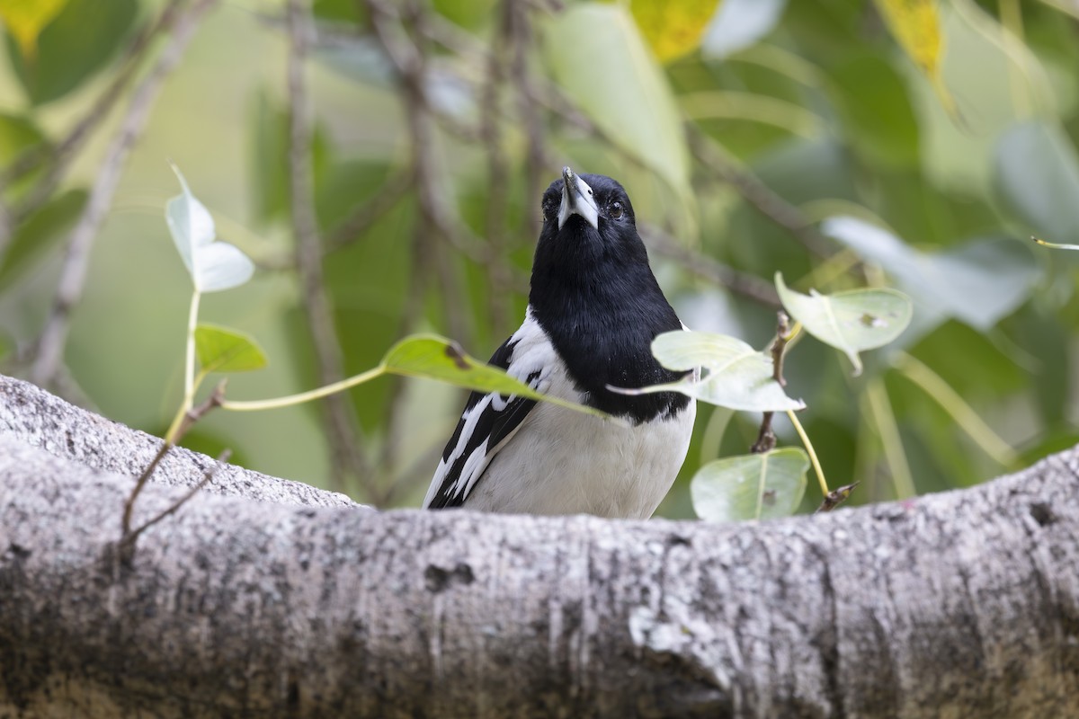 Schwarzkehl-Krähenstar - ML644632743