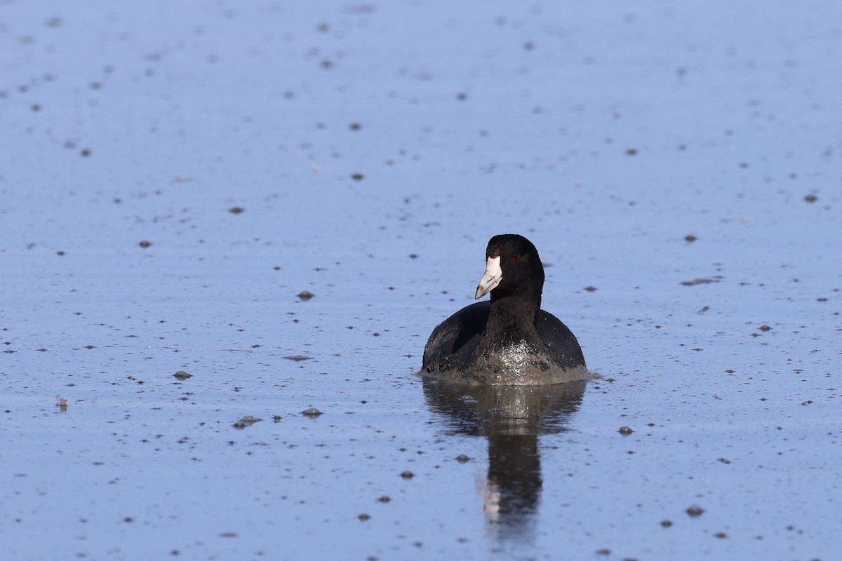 American Coot - ML644632744