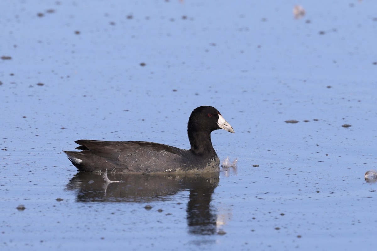 American Coot - ML644632745