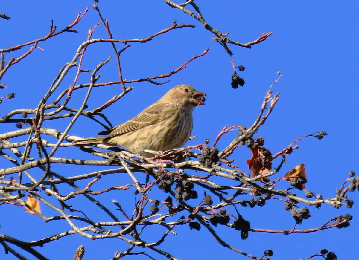 Roselin familier - ML644632760