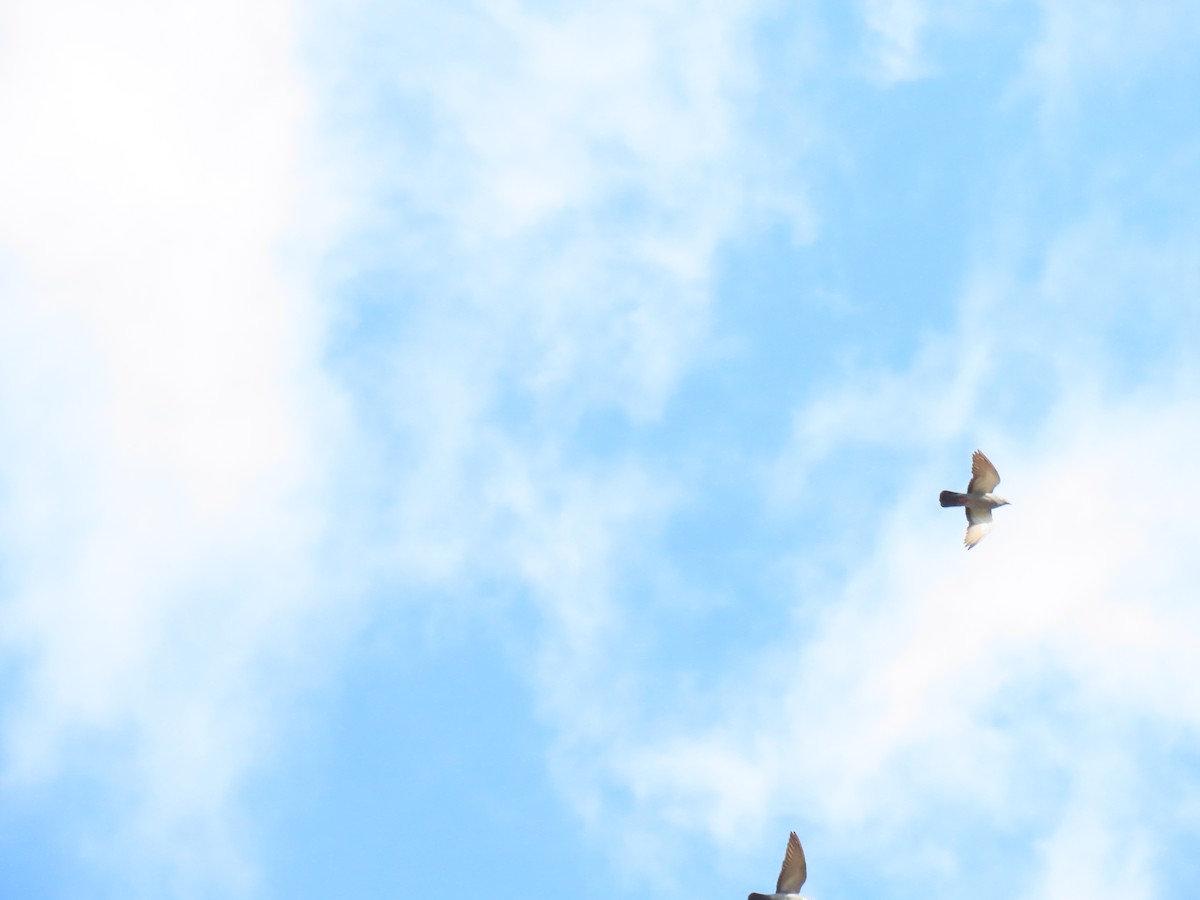 Голуб сизий (міський) - ML644632761