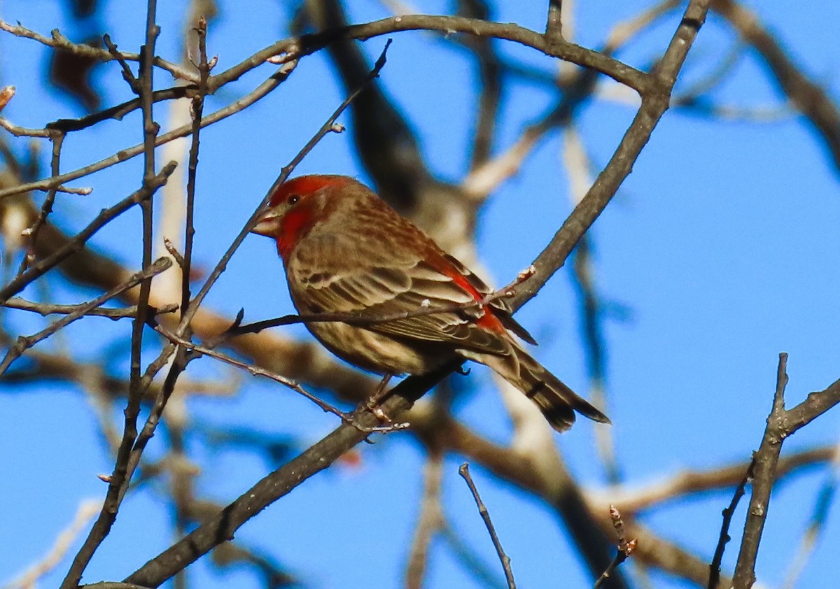 Roselin familier - ML644632764