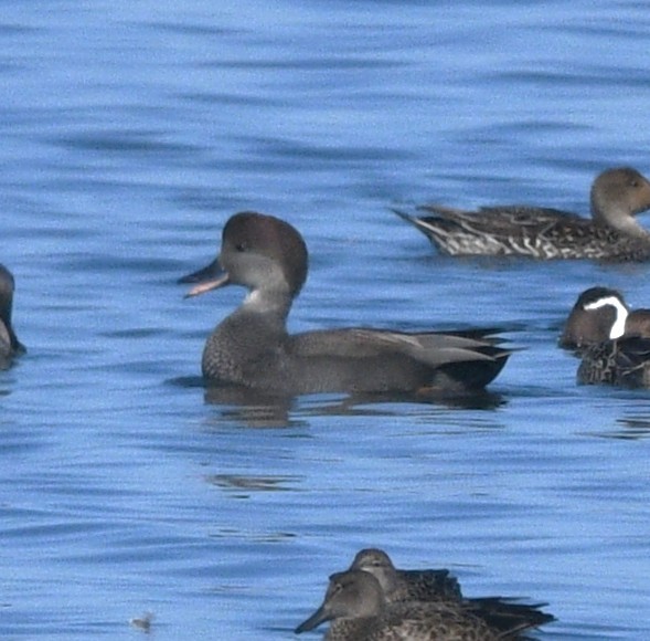 Gadwall - ML644632782