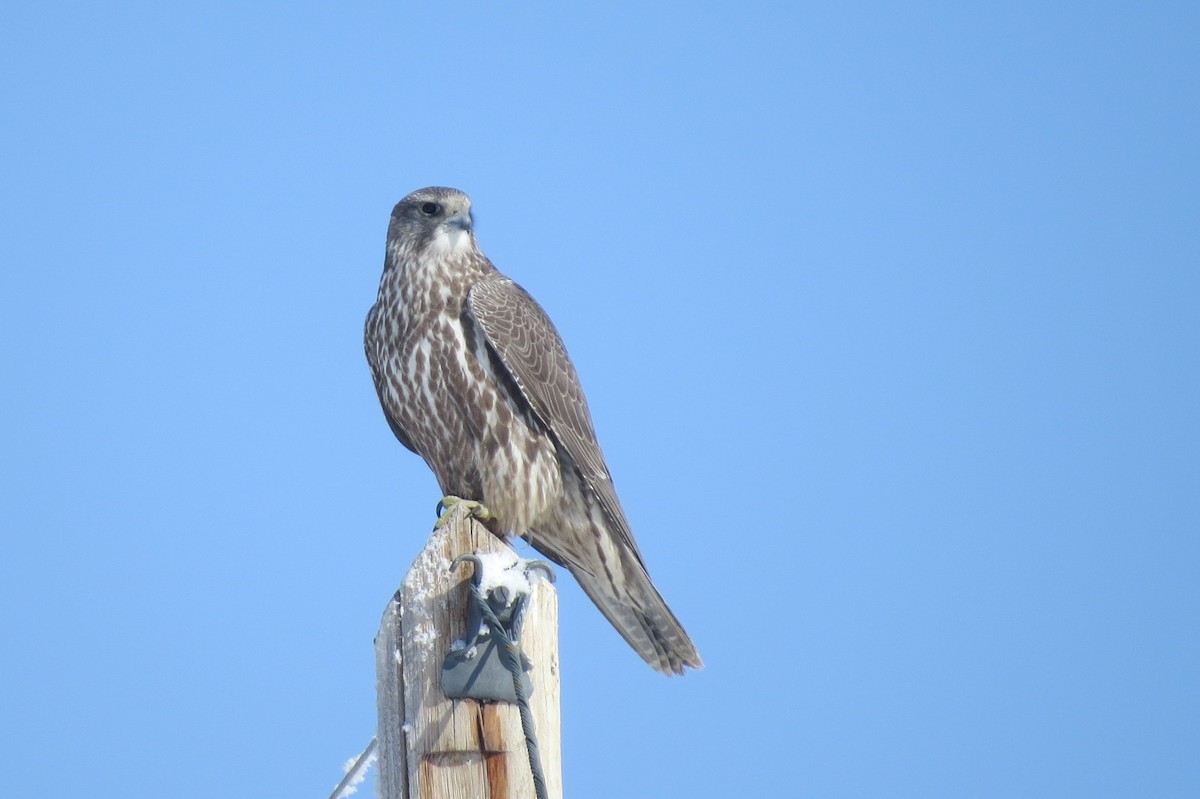 Gyrfalcon - ML644632784