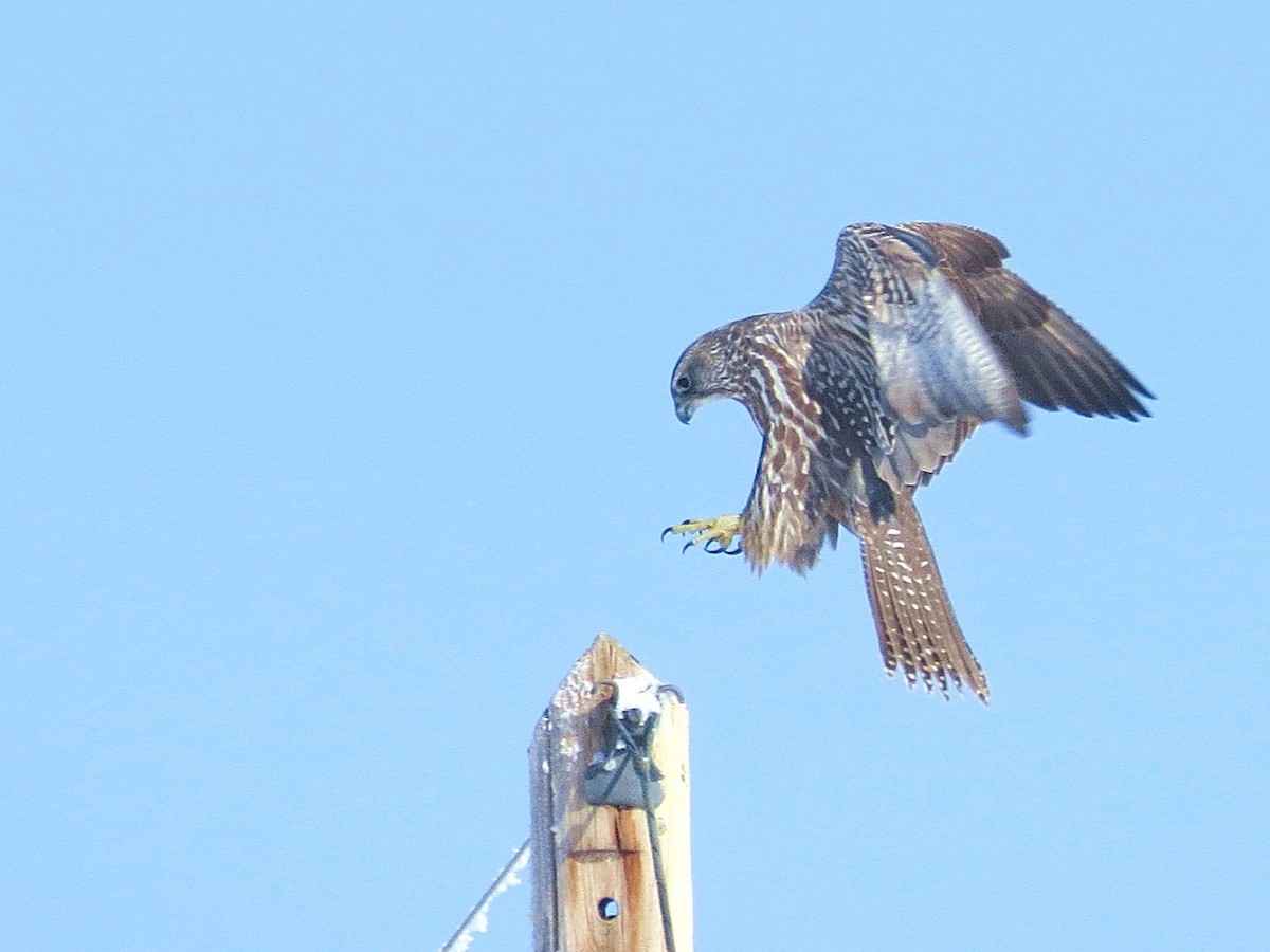 Gyrfalcon - ML644632785