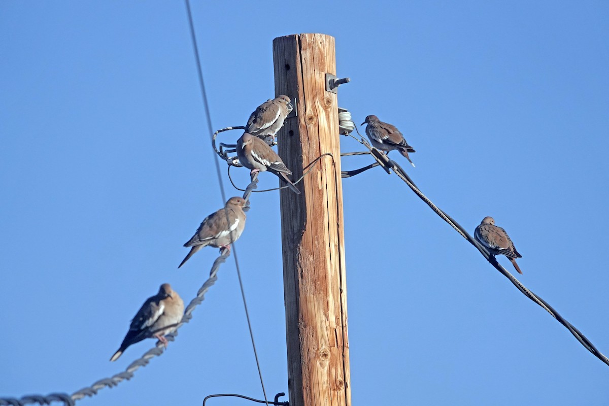 Зенаїда білокрила - ML644632787