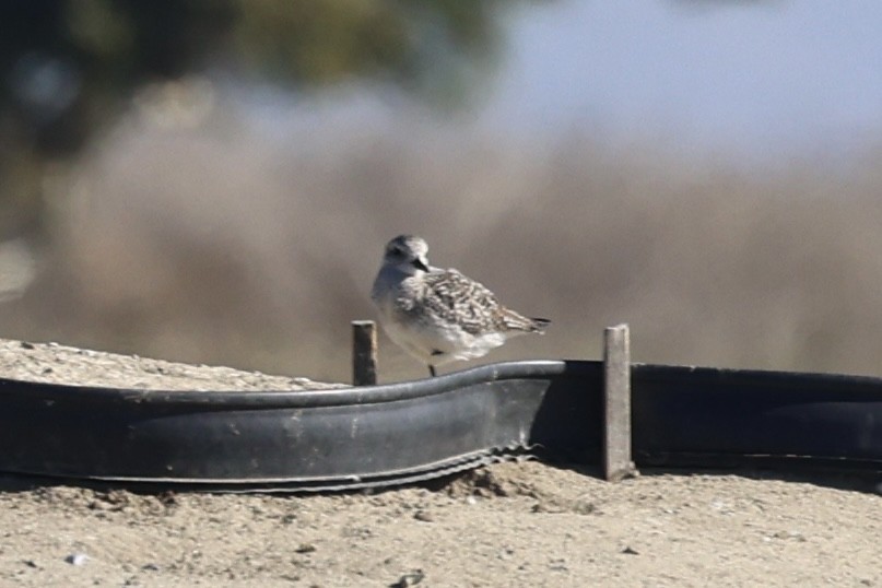 Буурал сүвээ цагаан - ML644632788