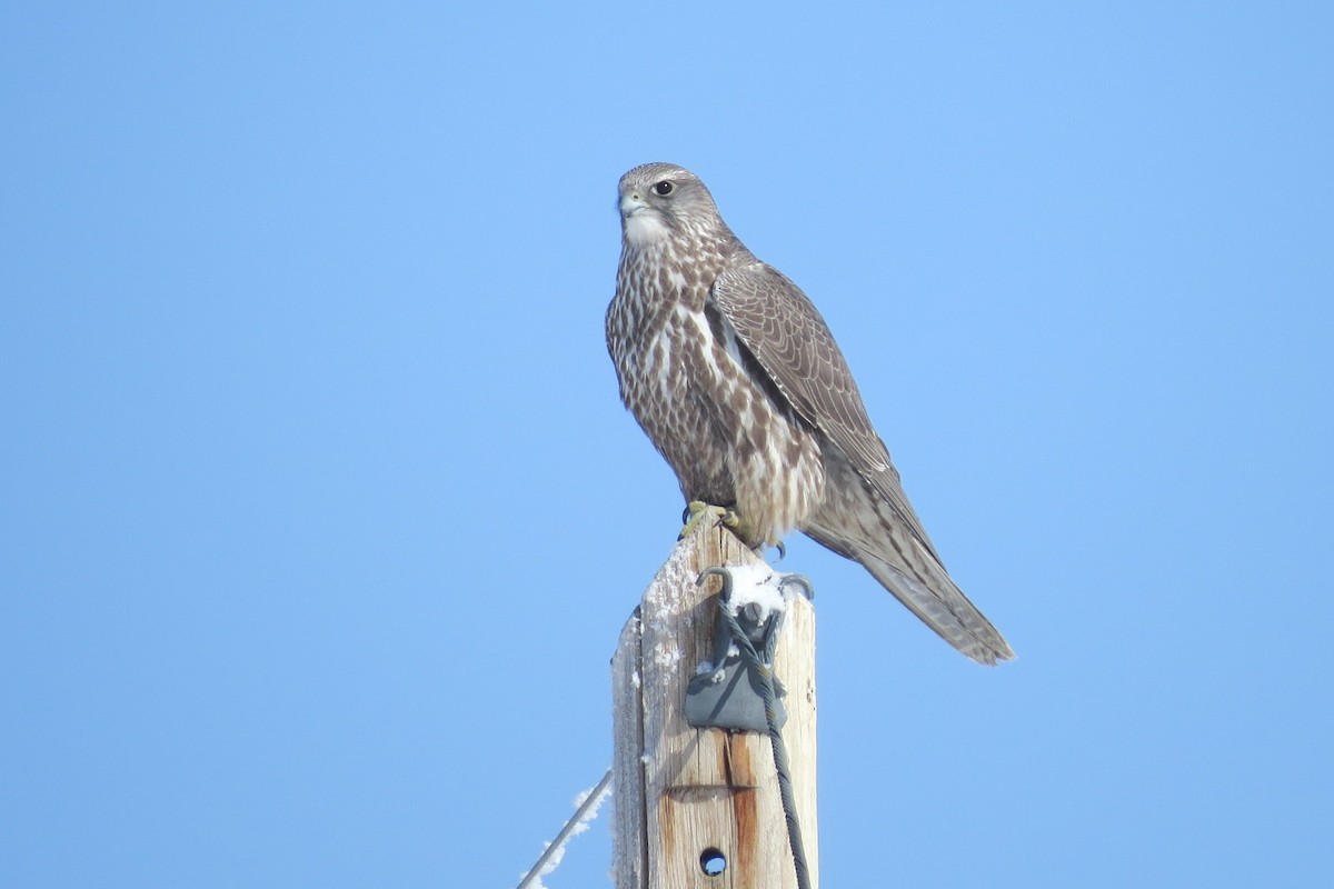 Gyrfalcon - ML644632789