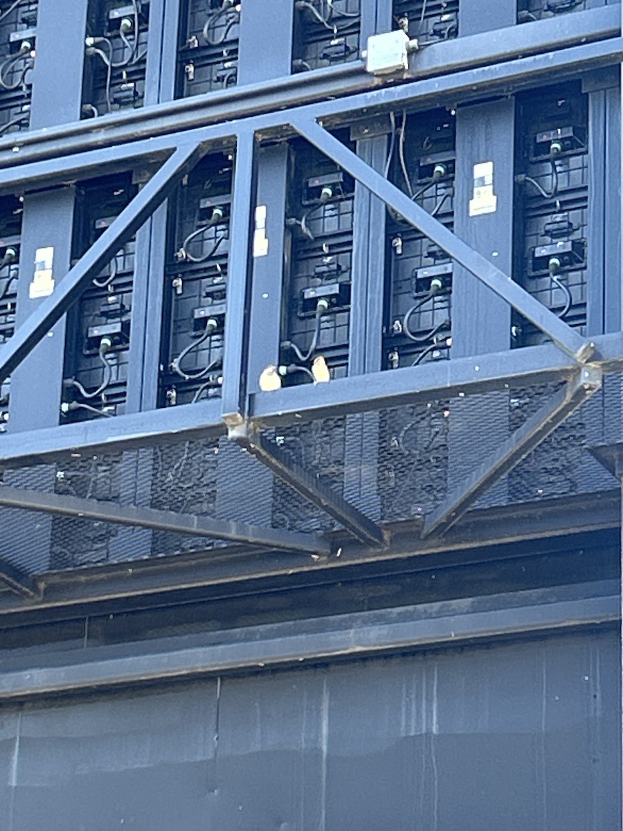 Gorrión Común - ML644632792