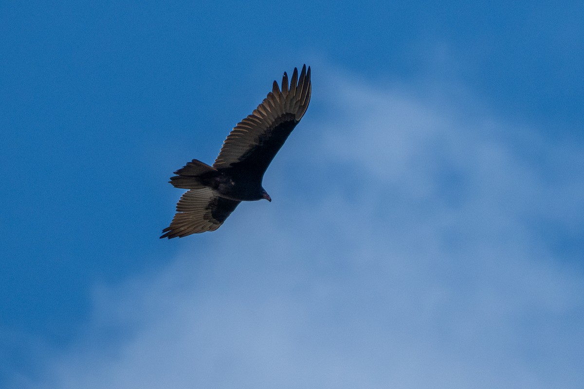Urubu à tête rouge - ML644632793