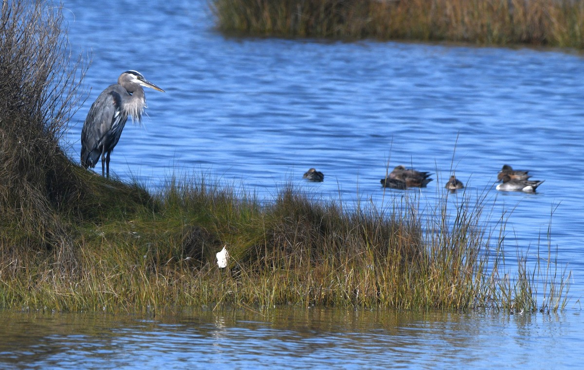 herodiashegre - ML644632804