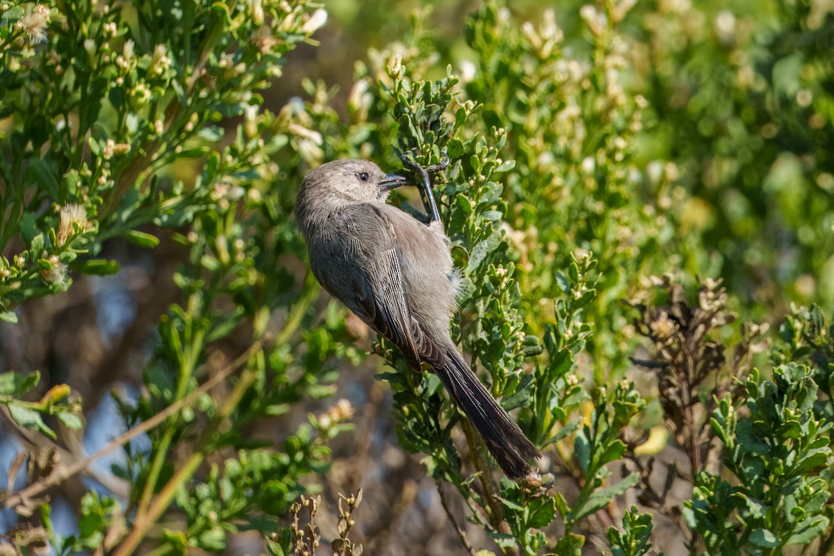 mlynařík americký - ML644632811