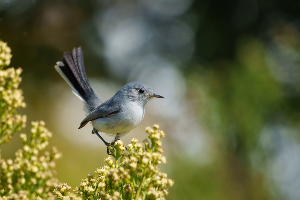 Blue-gray Gnatcatcher - ML644632812