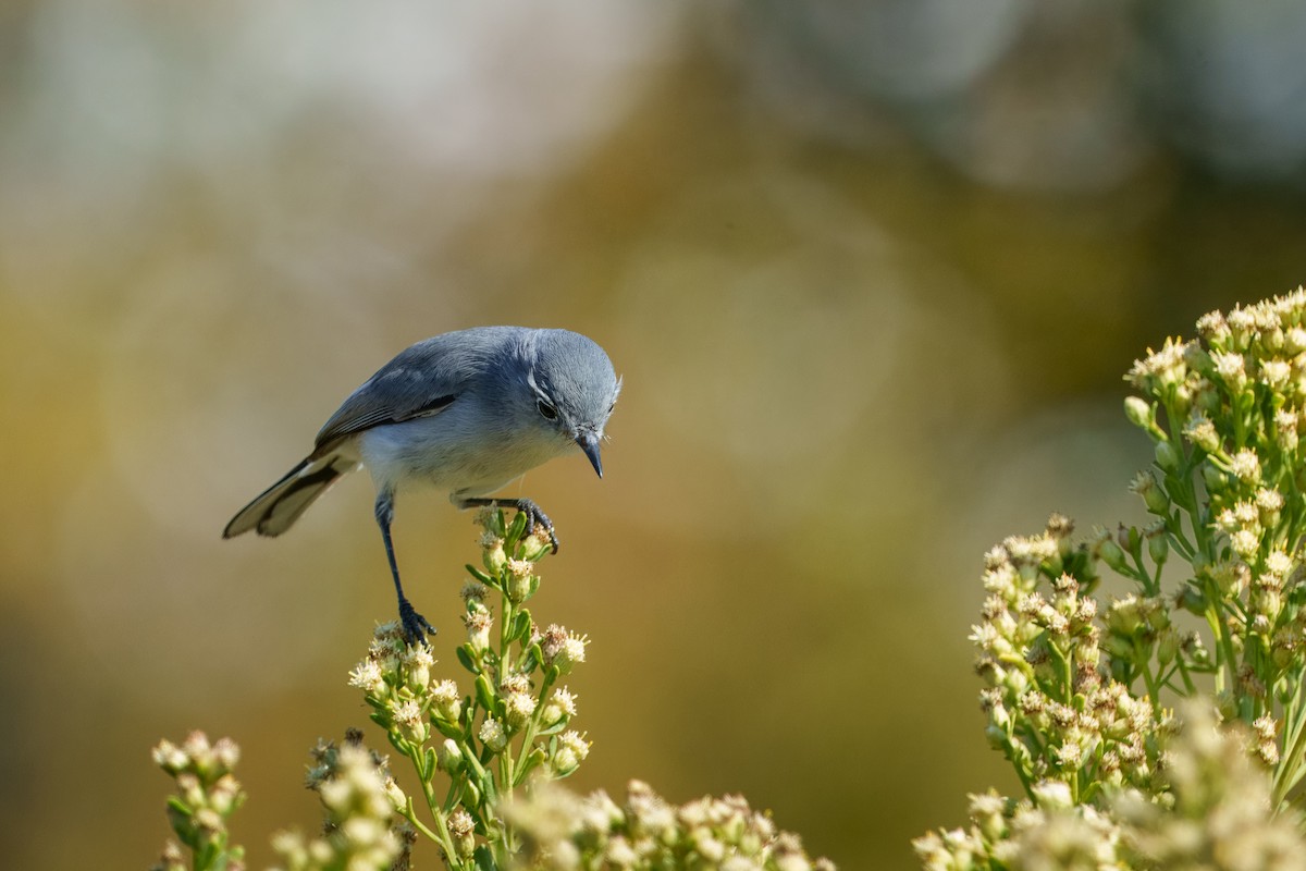 Blue-gray Gnatcatcher - ML644632813