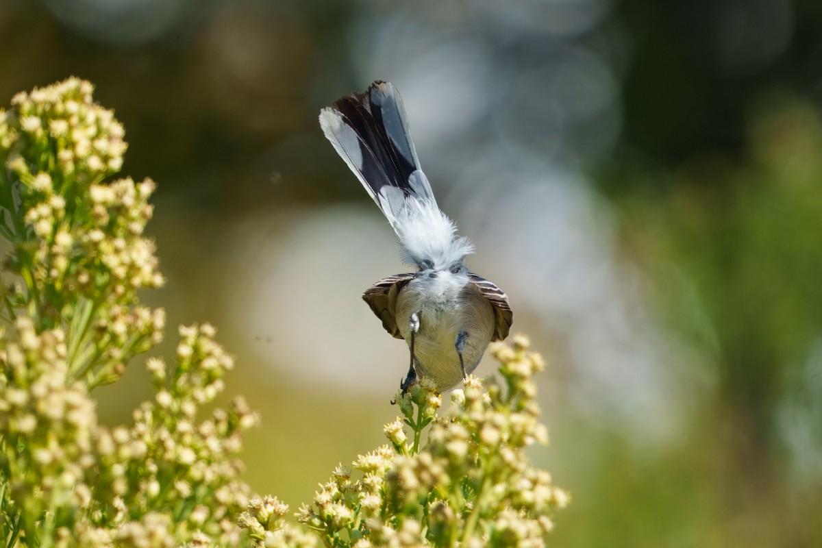 Blue-gray Gnatcatcher - ML644632814