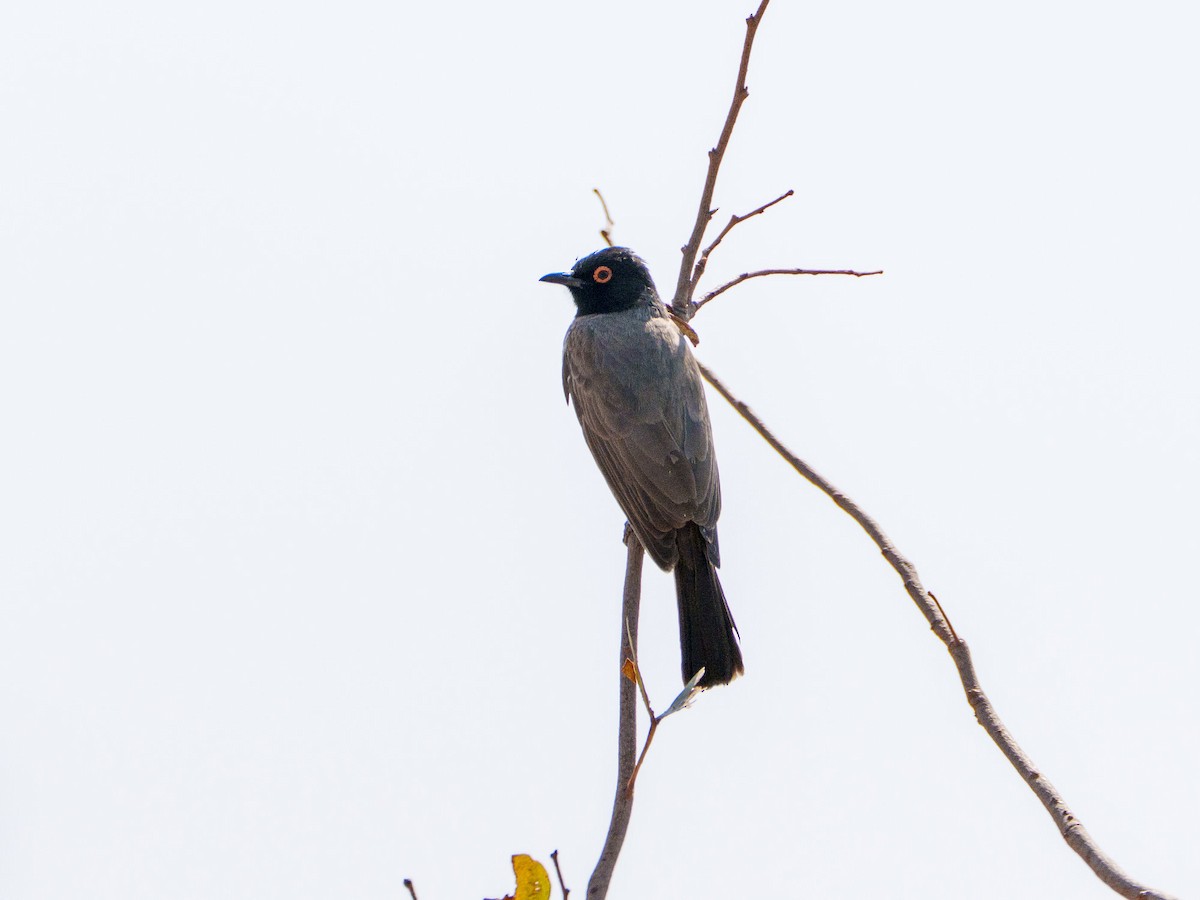 Bulbul brunoir - ML644632815