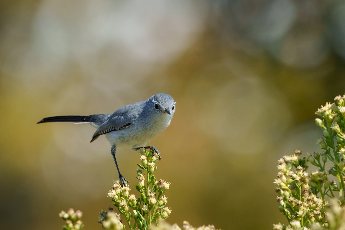 Blue-gray Gnatcatcher - ML644632816