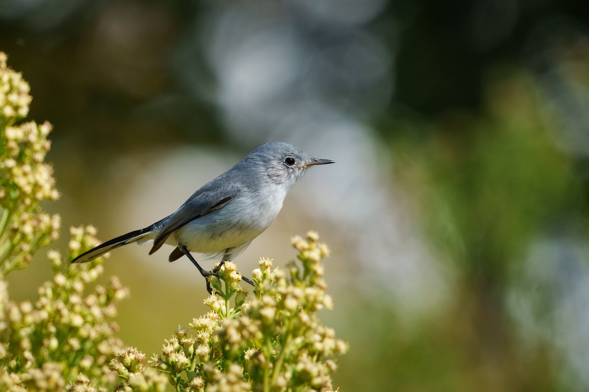 Blue-gray Gnatcatcher - ML644632817