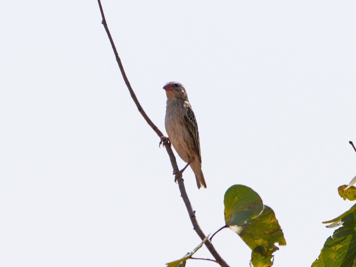 קואלאה אדומת-מקור - ML644632821