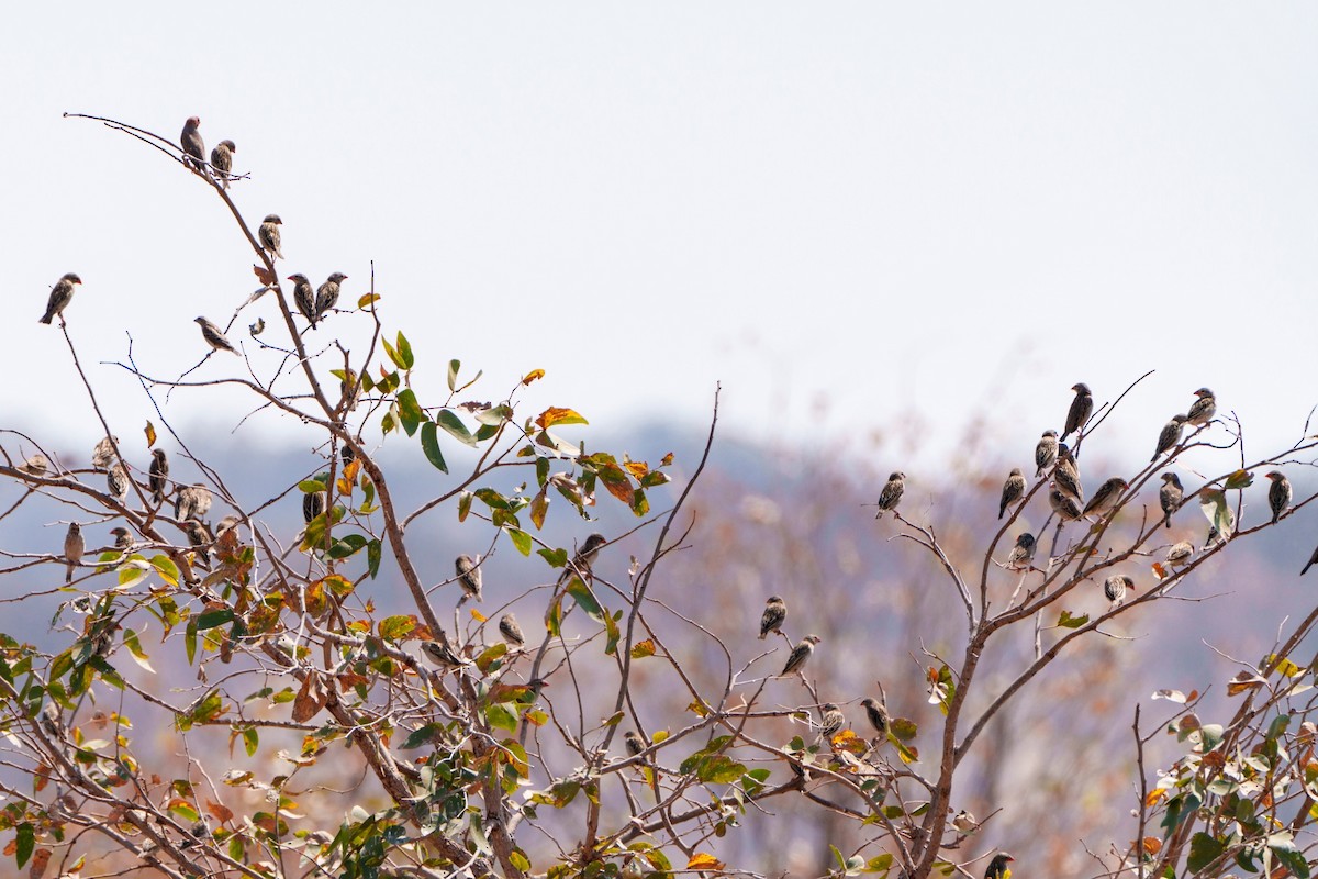 קואלאה אדומת-מקור - ML644632822