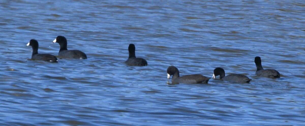American Coot - ML644632825