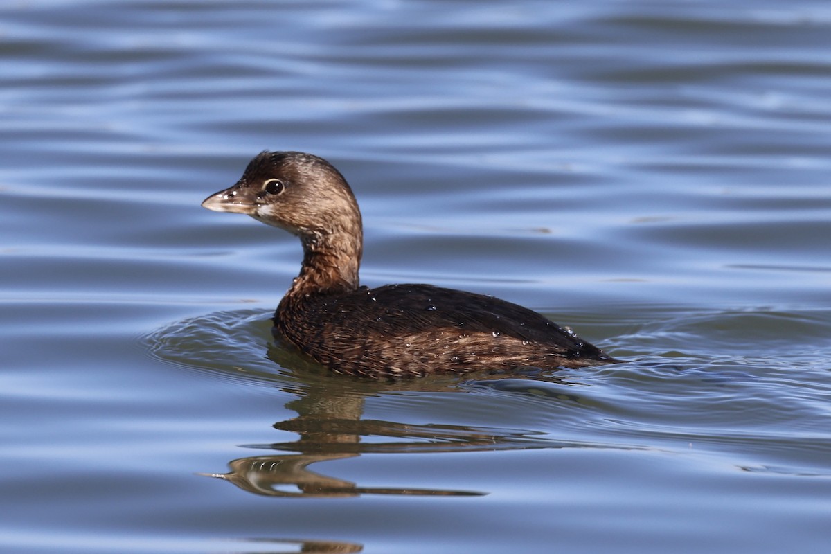 Bindentaucher - ML644632835