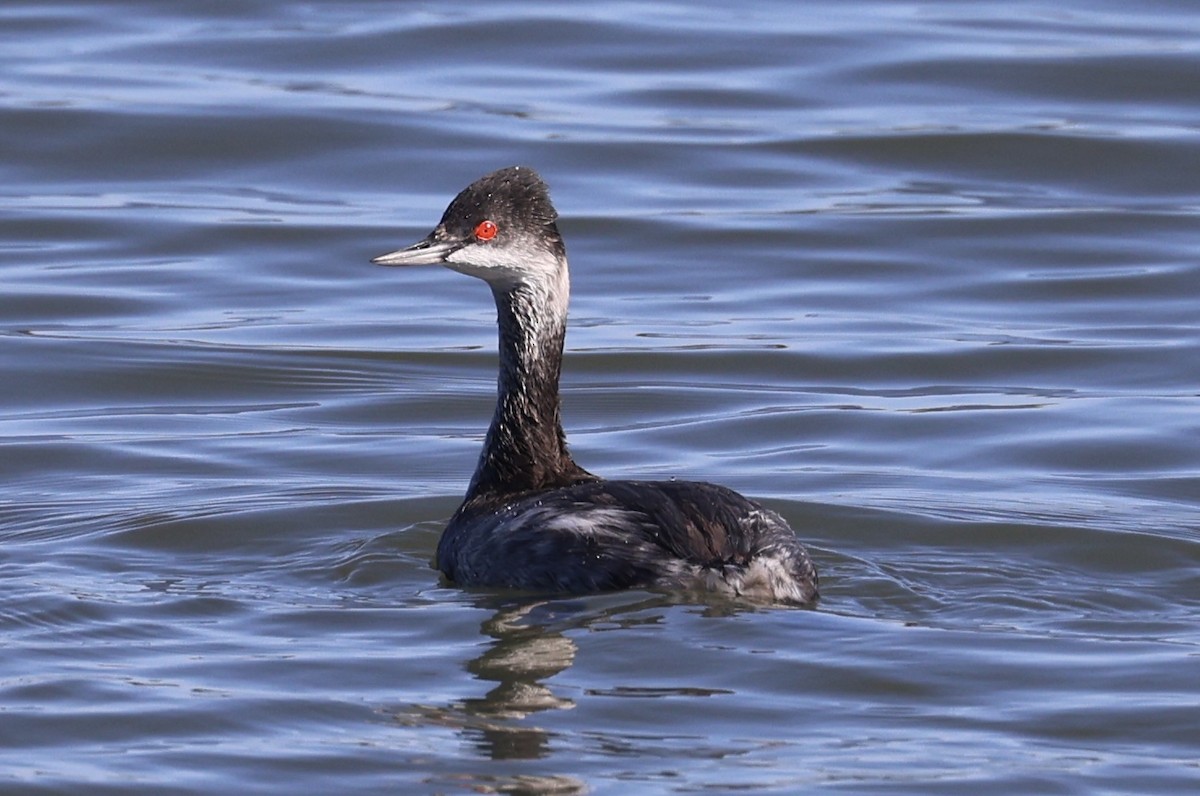 Eared Grebe - ML644632838