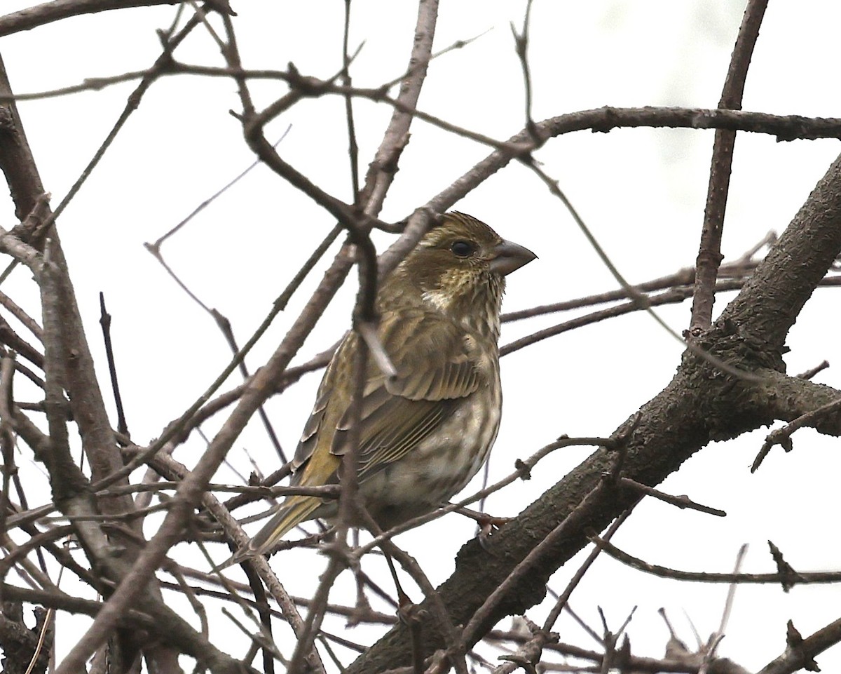 Purple Finch - ML644632843