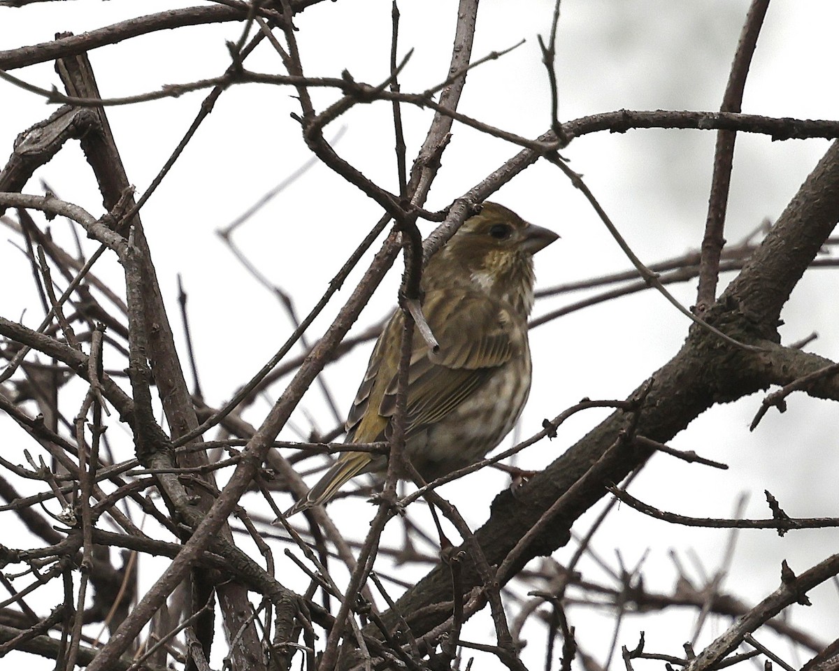 Purple Finch - ML644632844