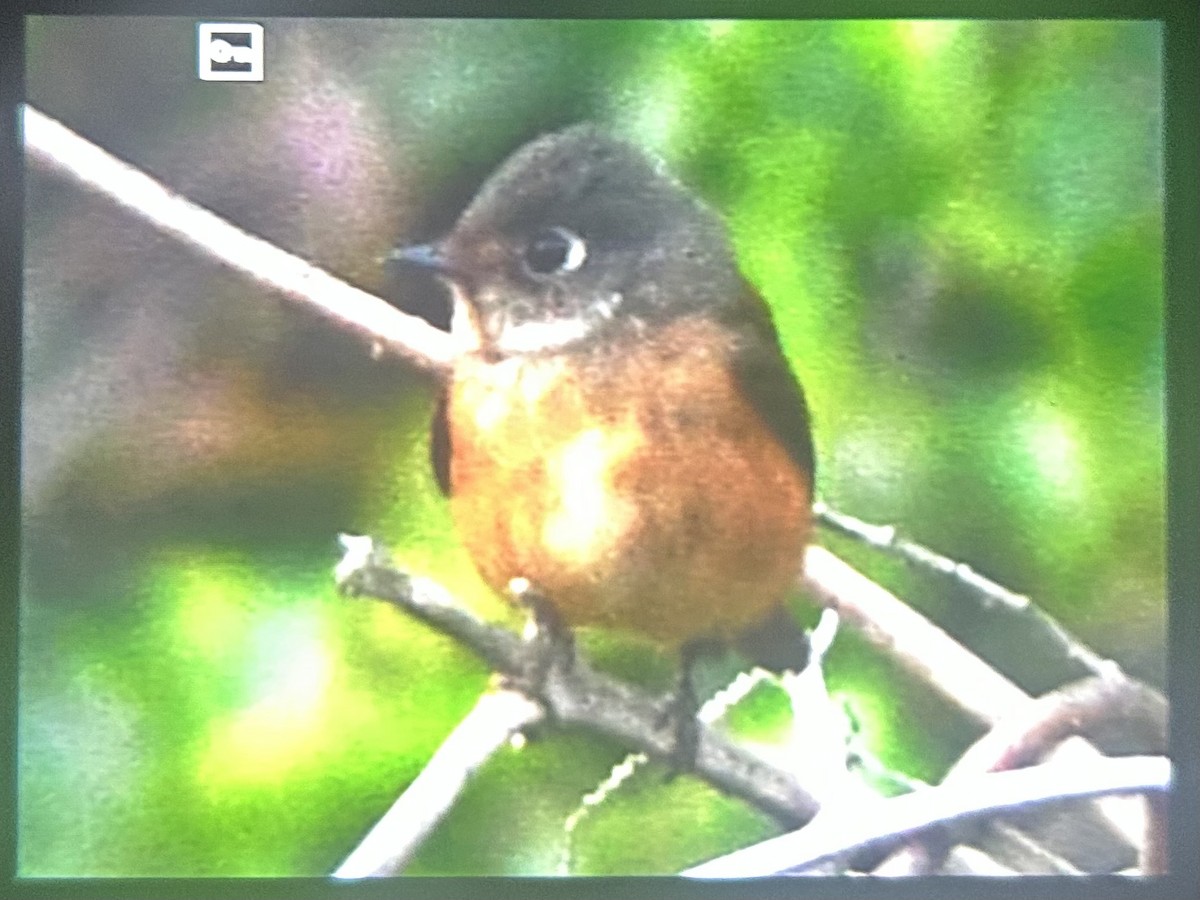 Rostschnäpper - ML644632850