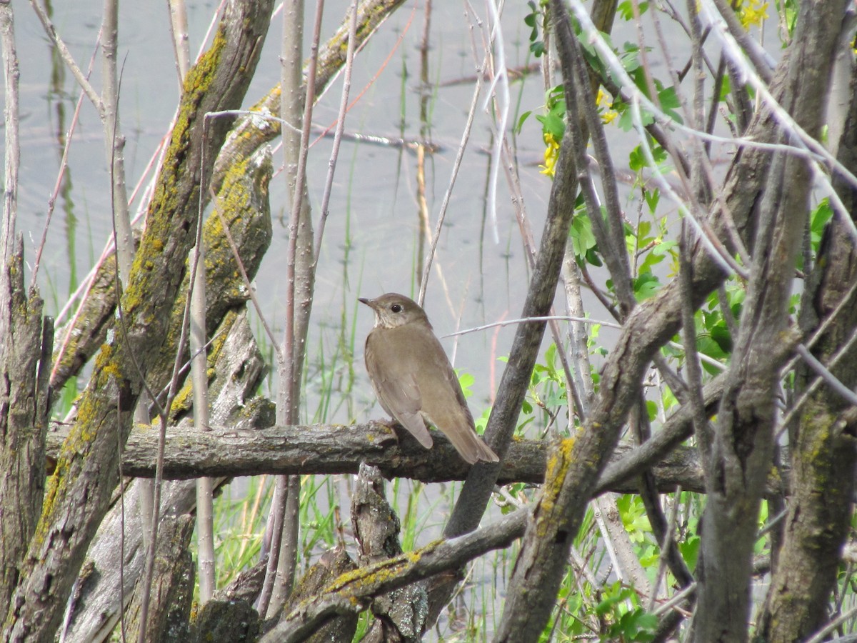 gråkinnskogtrost - ML644632852