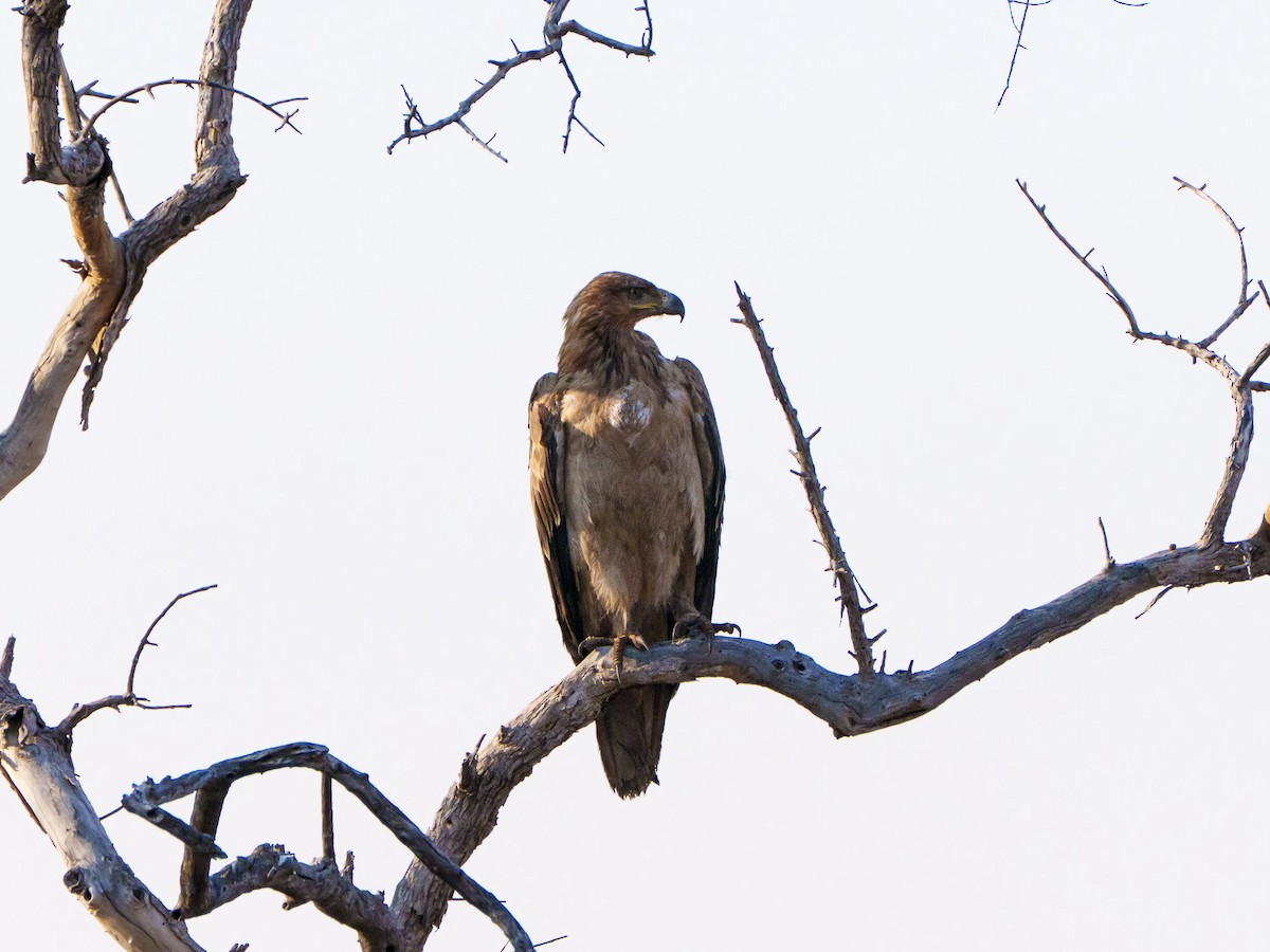 Tawny Eagle - ML644632855