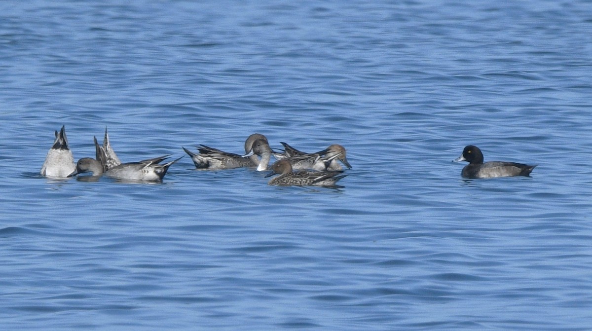 Greater Scaup - ML644632858