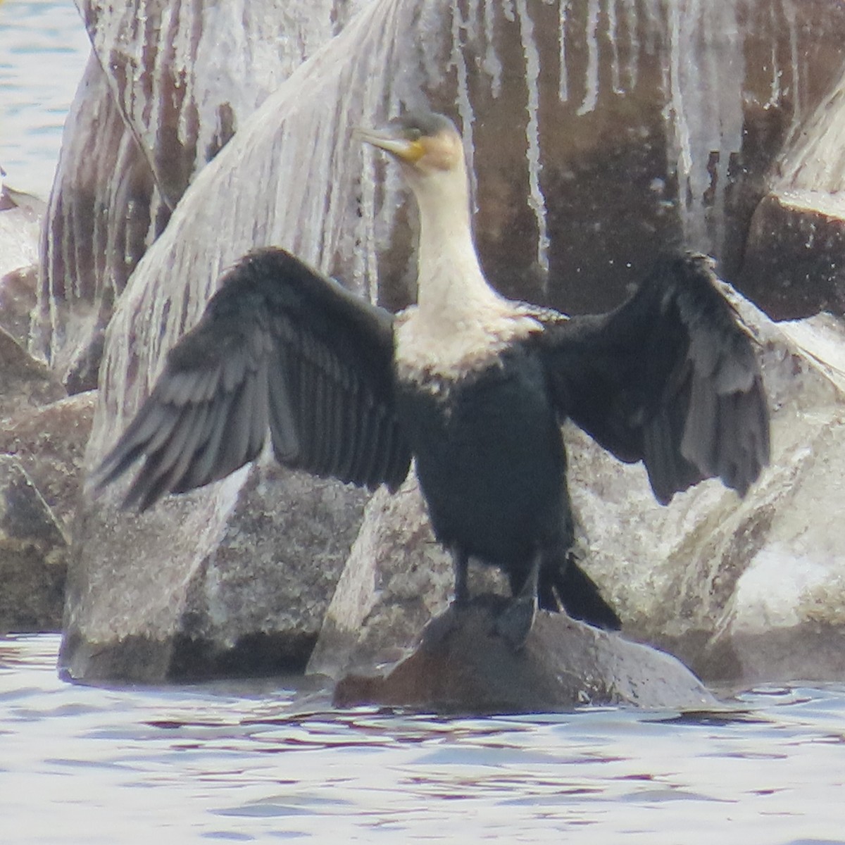 Kormoran - ML644632870