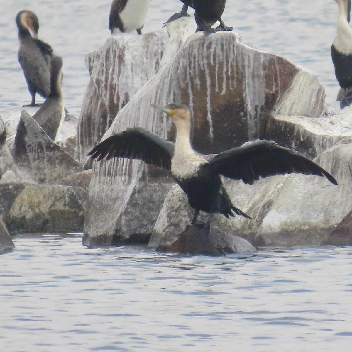 Kormoran - ML644632873