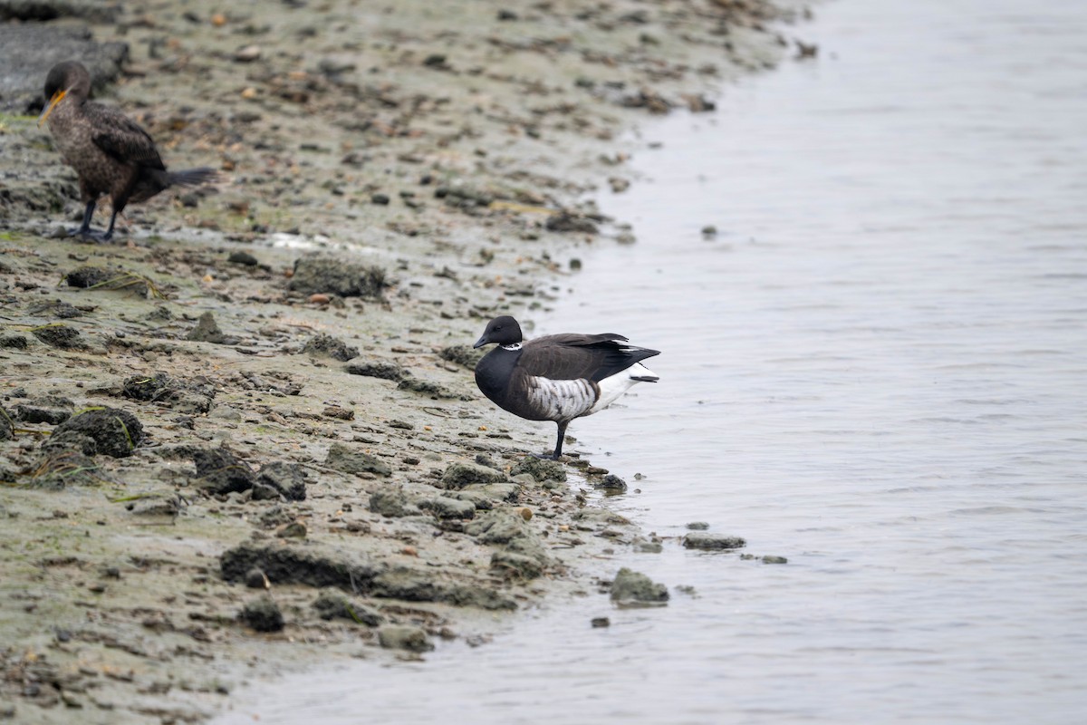 ringgås - ML644632874