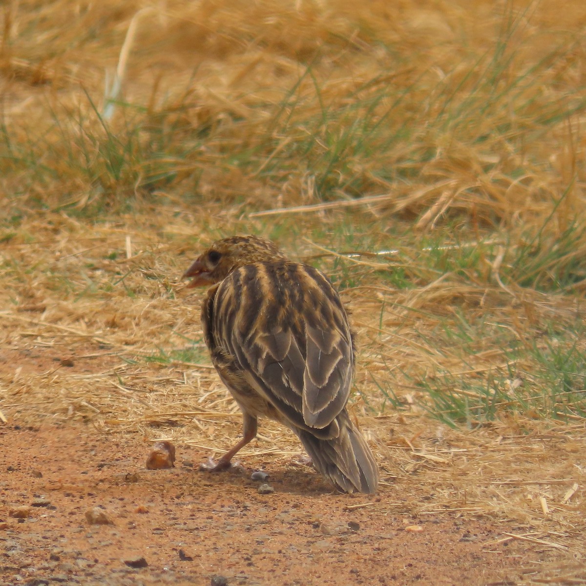 Oryxweber - ML644632876