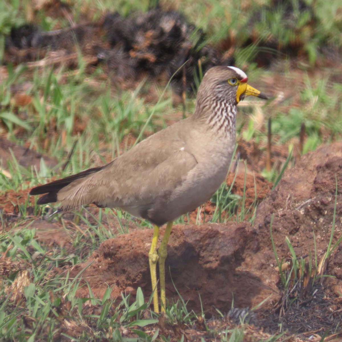 Senegalkiebitz - ML644632877