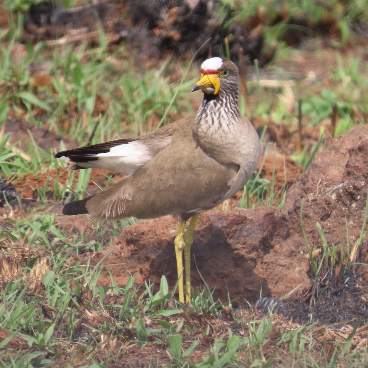 Senegalkiebitz - ML644632879