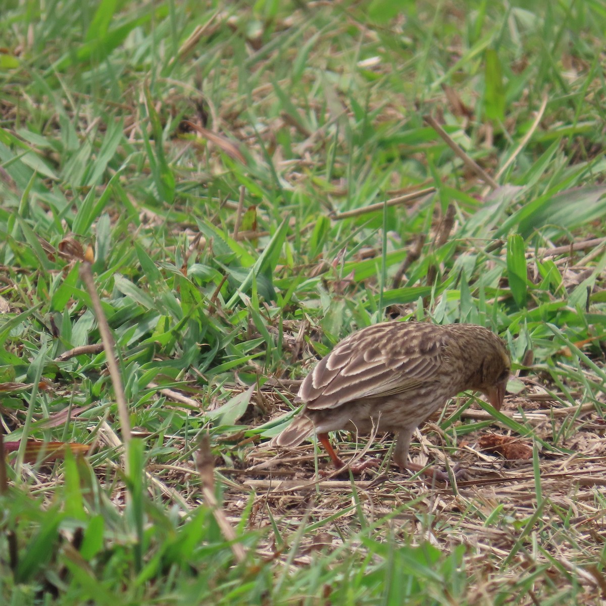 Oryxweber - ML644632881