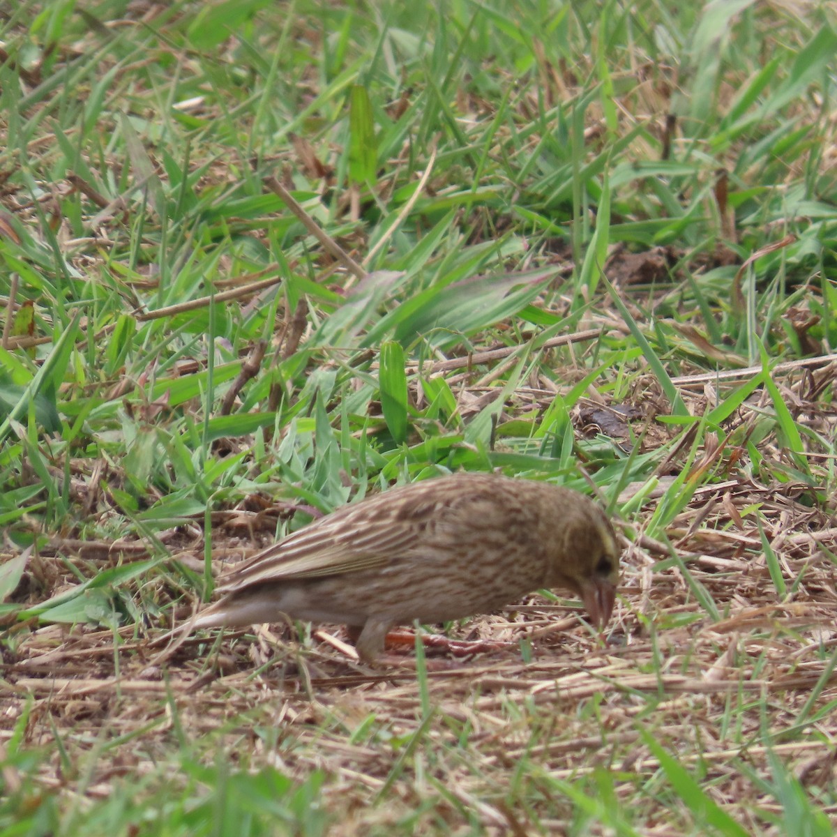 Oryxweber - ML644632883